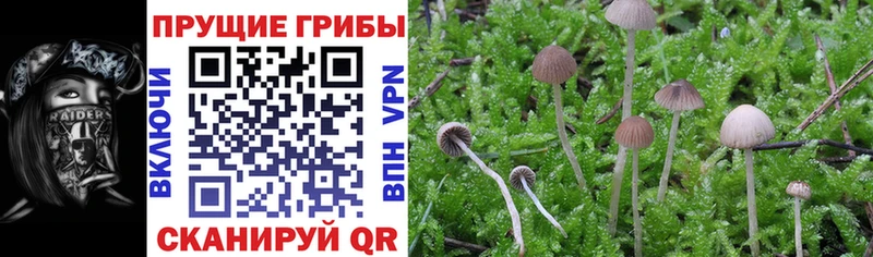цены наркотик Снежногорск Псилоцибиновые грибы MAGIC MUSHROOMS